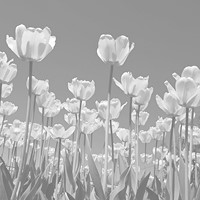 Photo for notice of William John Gwynfor POWELL